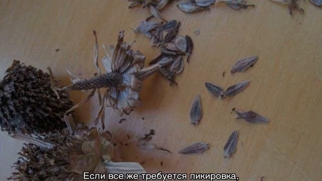 Циния — выращивание из семян в домашних условиях
