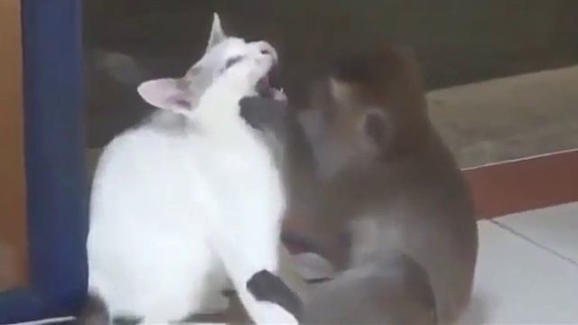 смешные животные,обезьянка целует кошку смотреть онлайн