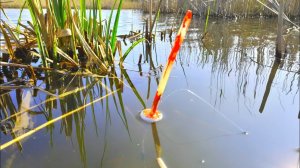 ВПЕЧАТЛИТЕЛЬНЫМ НЕ СМОТРЕТЬ! Ловля ДИКИХ КАРАСЕЙ на ПОПЛАВОЧНУЮ УДОЧКУ. #ловлякарася