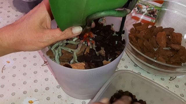 Печаль! Phal. Big Lip Abba | Чёрная шея Орхидеи | Стволовая Гниль смотреть онлайн