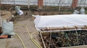 укрытие питомника декоративных растений на зиму