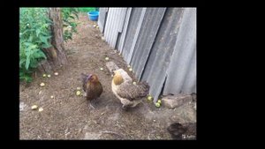 порода кур Лакеданзи.