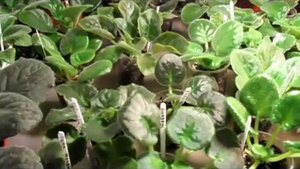 КАК ЧАСТО НАДО ПОЛИВАТЬ ФИАЛКУ.