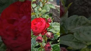 Роза Tiamo от( Kordes)(2)