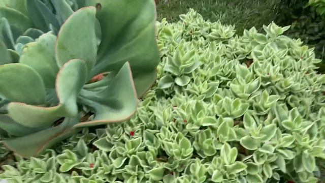 REFORMA DA BANHEIRA DE SUCULENTAS 🍀 смотреть онлайн