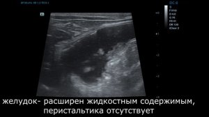 инородные тела у кошек в ЖКТ