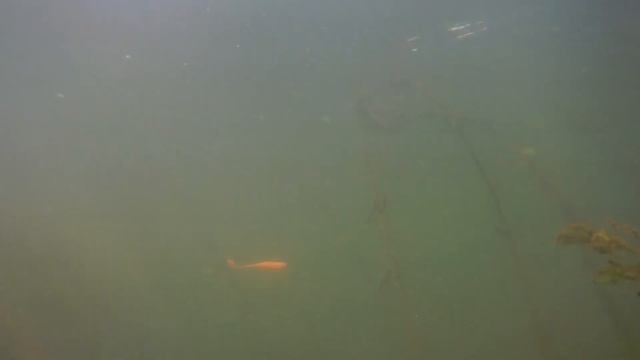 река Сухая. рыбалка и путешествие на надувной лодке ПВХ НДНД риф скат. reef skat. Волгодонск смотреть онлайн