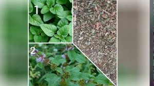 МЯТА (MENTHA) сем. Яснотковые