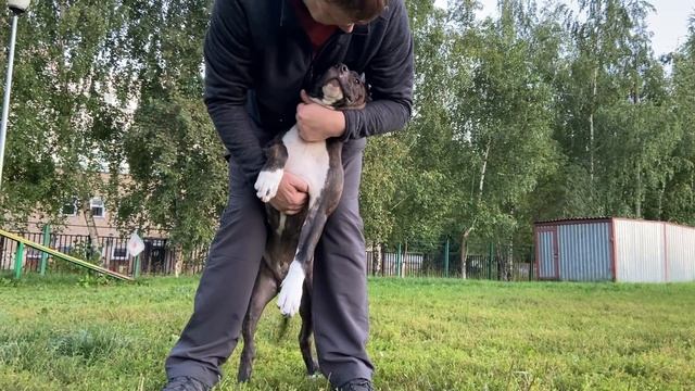 Амстафф Тайлер. Щенок 4,5 месяца.  Знакомится с Боксёром Тайсоном