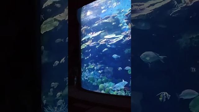 огромный аквариум в океанариуме Бангкока Siam Ocean World