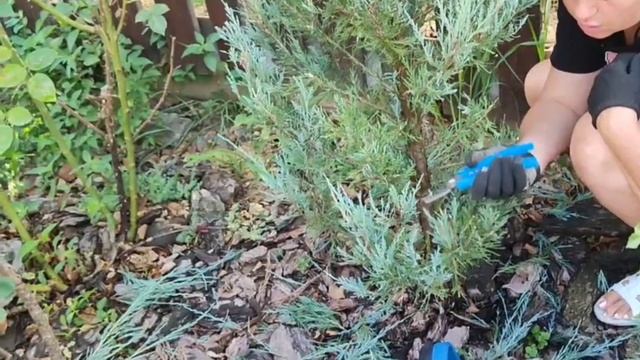 Стрижка скального можжевельника в форме спираль с рюмочками. смотреть онлайн