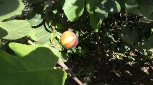 Инжир Martinenca Rimada( Испания)