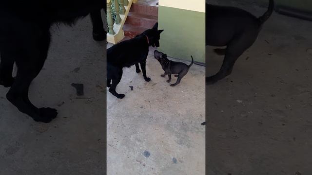 Sharpei pup playing with black German shepherd смотреть онлайн