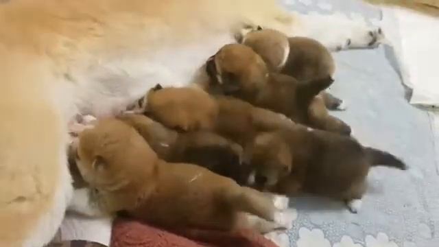 Щенки Акита ину Волгоград смотреть онлайн