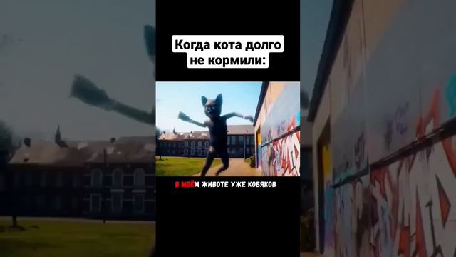 когда кот не жрал 2 недели