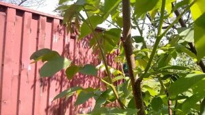 8 июня 2021. Обзор грецких орехов. Плодовые почки.