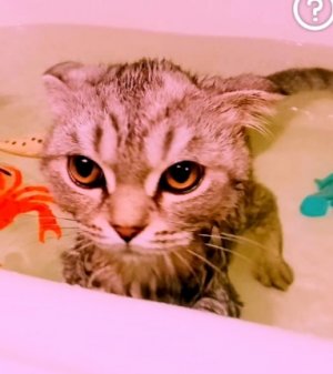 Тигрёнок тоже решил поплавать