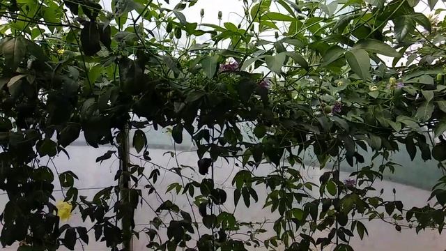 Маракуйя в теплице. Николаевская область. смотреть онлайн