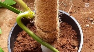 Syngonium Podophyllum Propagation