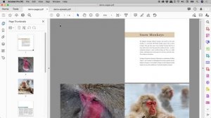 How to Save Spreads to PDF in InDesign (Stick Left & Right Pages Together)