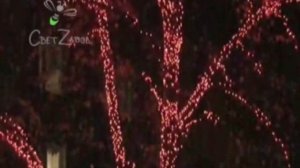 Живое дерево украшено световой гирляндой Клип Лайт (Спайдер)