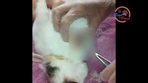 Личинка оленя удалена от реббит и кошек | спасение животных