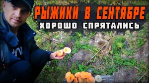 Третье сентября. Поход за рыжиками. Грибы есть!!!