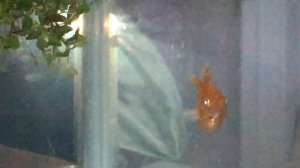 Моллинезия баллон рожает