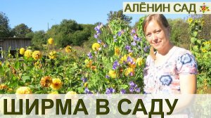 ШИРМА ИЗ ГЕОРГИНОВ В САДУ СПРЯЧЕТ ВСЁ! Пример разграничения зон в саду и огороде