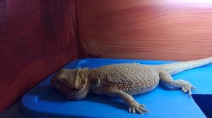 В бородатую Агаму вселился демон