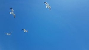 Барилоче. Аргентинская Швейцария. Путешествие по Аргентине