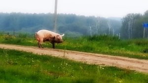 Хряк с большими яйцами