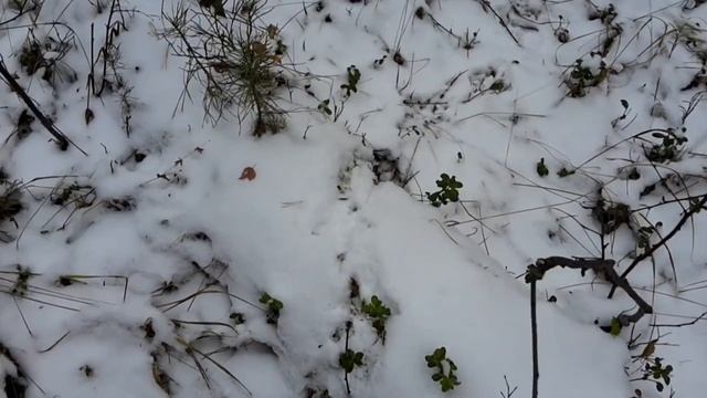 Следы рябчика и глухаря на снегу