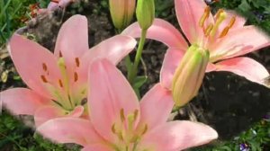 Восхитительные цветы лилии. Прекрасные фото цветов лилии