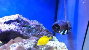 Осьминог в морском аквариуме | Octopus in a saltwater aquarium