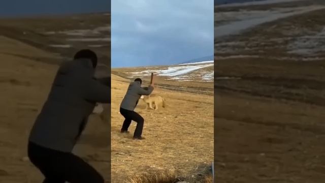 Wolf attacks a man