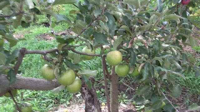 Яблоня БАНАН ЗИМНИЙ, ГРЕННИ СМИТ / О нормировке плодов и сборе урожая смотреть онлайн