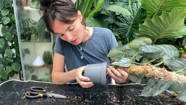 DIY Moss Pole for HUGE Growth ? How To Make an Easy + Effective Moss Pole For Houseplants