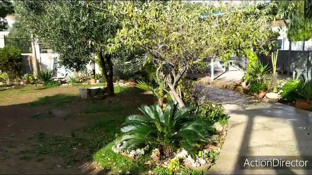 Олины Истории 🏜️ Влог#77💝Подарок мужа⛄ Зима или Лето? Авокадо 🥑 Магнолия 🌸 смотреть онлайн