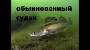 Речные рыбы и их фото с названием 2
