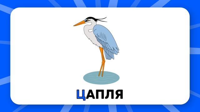 Буква "Ц". Учим буквы русского алфавита