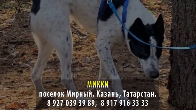 Пропала собака! МИККИ. Поселок Мирный, Казань, Татарстан смотреть онлайн
