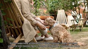 Как отучить собаку прыгать на хозяина?