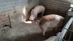 ПОРОСЯТА в 3 мес=60 кг РЕЦЕПТ "ОТКОРМА"❤?Покрыл искусственно ЛАНДРАСОМ  свиноматку пьетрен+ландрас