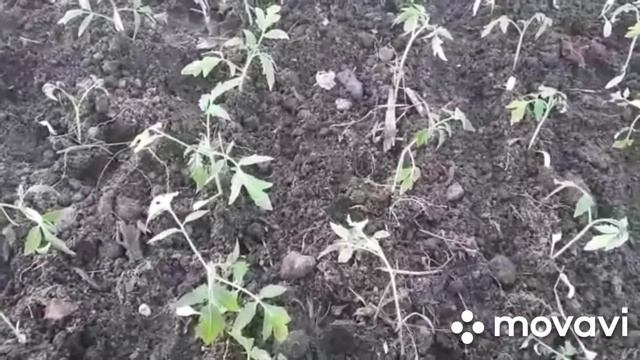 Рассада томатов переехала в теплицу. Сезон 2021г. смотреть онлайн