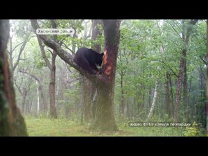"Это неправильный мёд!" Мишка разоряет пчелиный улей