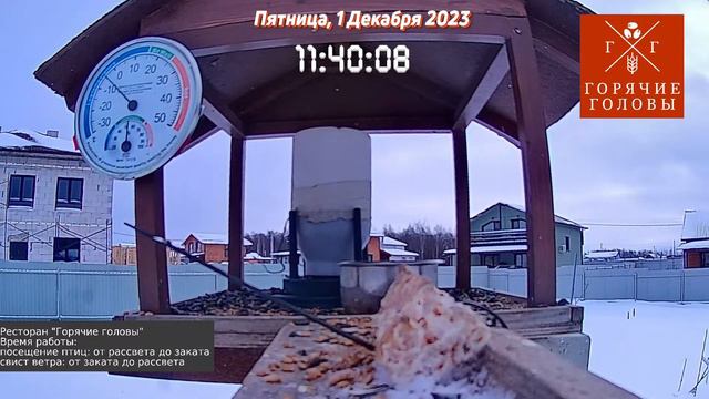 Прямая трансляция из кормушки #температура #влажность #московскаяобласть #онлайн #трансляция смотреть онлайн