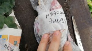 Получила посылку с растениями от Татьяны ЖЗЖ, Порадуйтесь со мною! 2024