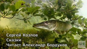 Сказки С.Козлова. Щучья почта