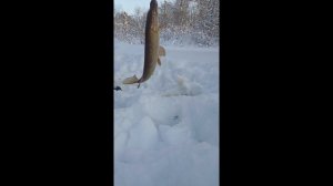 выход щуки в мороз